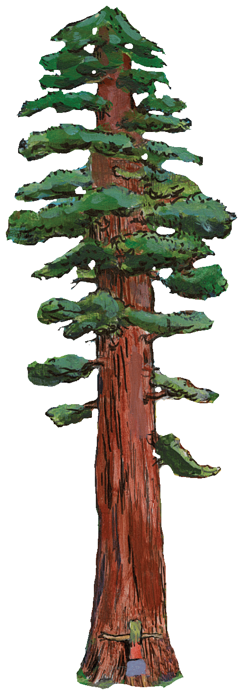 Illustration of a redwood tree